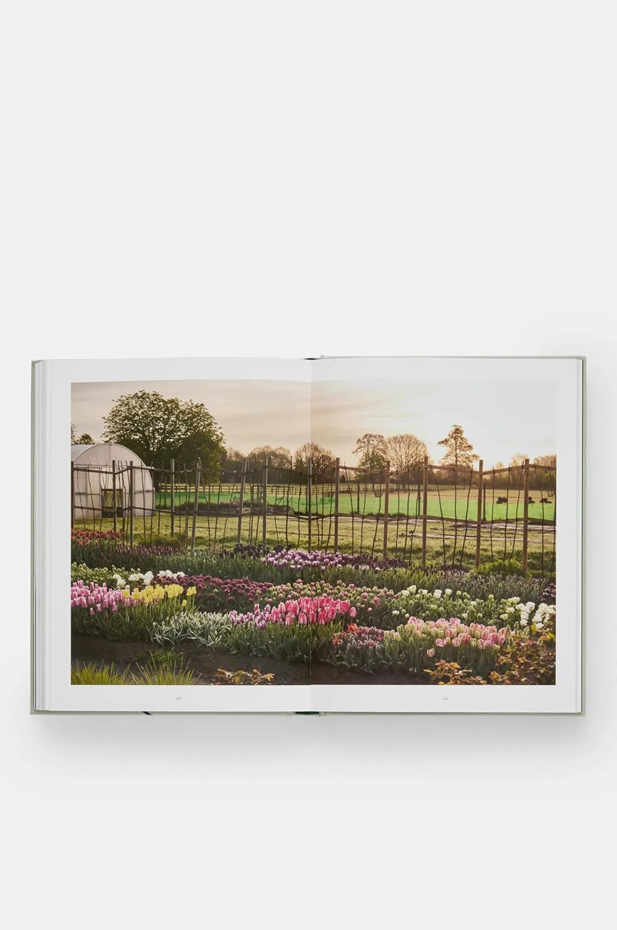 The Tulip Garden